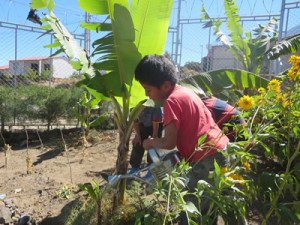 tending banana plant