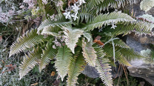 frost on ferns