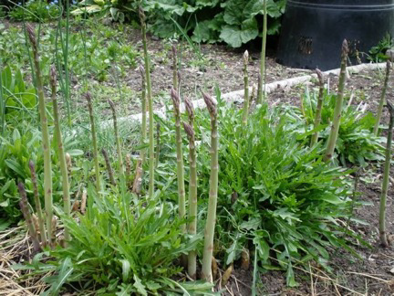 Perennial vegetables -1